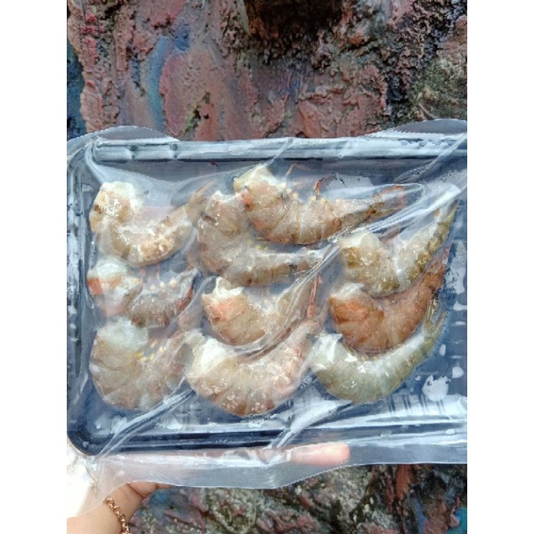 

PROHE MPASI UDANG UDANG MPASI UDANG BAGO