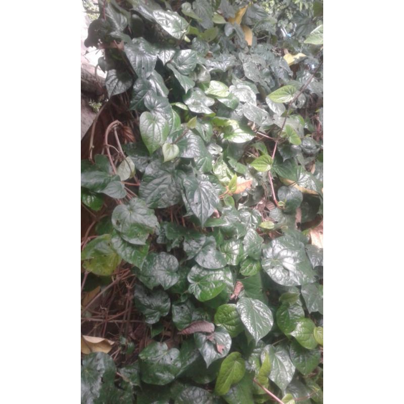 

Daun Sirih Hijau (Min Order 35 lembar)