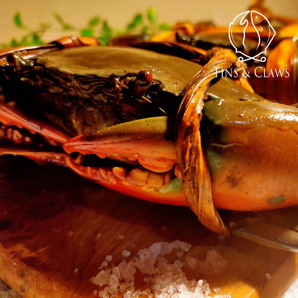 

Live Papuan Mudcrab - Kepiting Bakau Papua