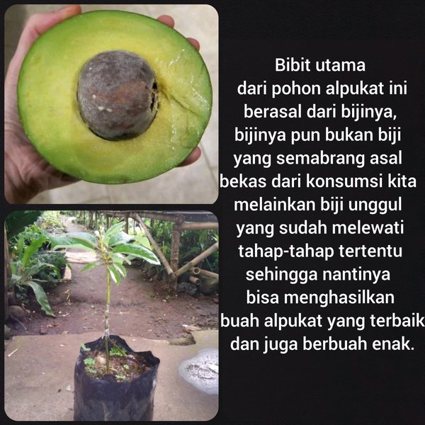 pohon alpukat miki kaki 3-tanaman alpukat-buah puket