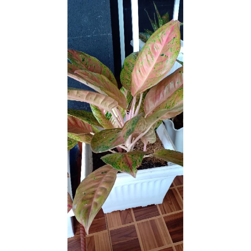 indukan aglaonema big roy tanaman hias