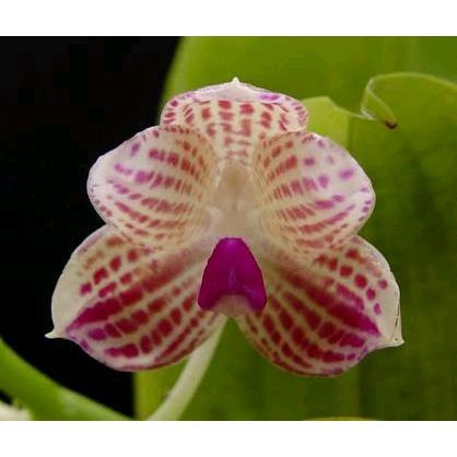 Phalaenopsis Javanica