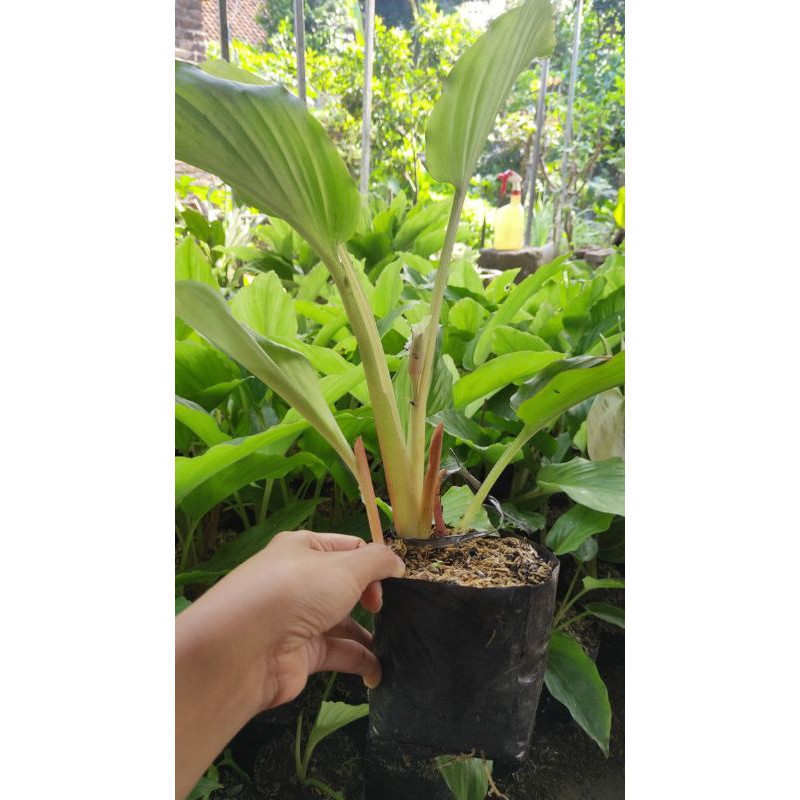 Kunyit Hitam ( KaempferiaParviflora)