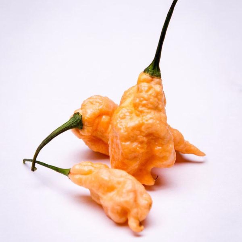 Benih Bibit Biji - Cabai Jay's Ghost Peach Scorpion Pepper Seeds