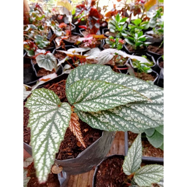 Tanaman begonia daun