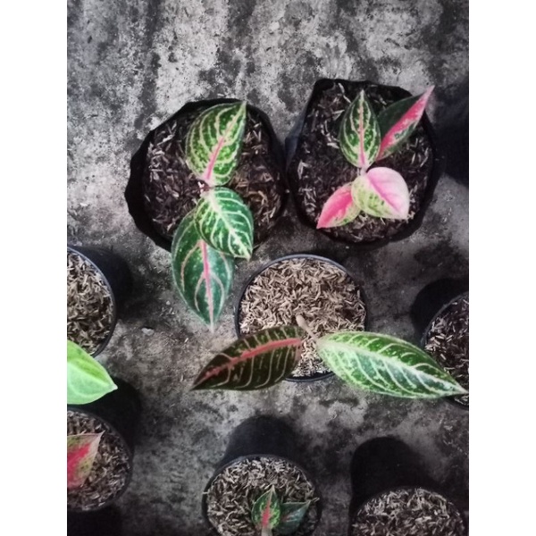 aglonema pos/red sumatra