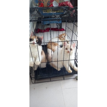 JUAL KUCING PERSIA MEDIUM CALICO BETINA