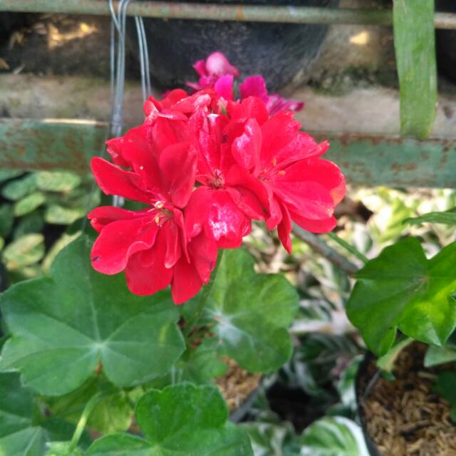 tanaman hias geranium merah