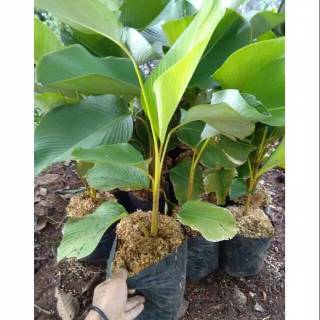  Tanaman  hias  daun  calathea lutea luthea pohon pisang  