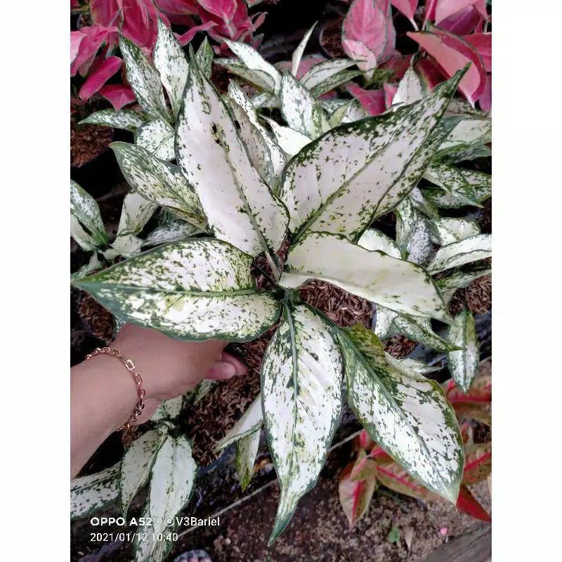 Jual bibit/anakan Aglonema snow white