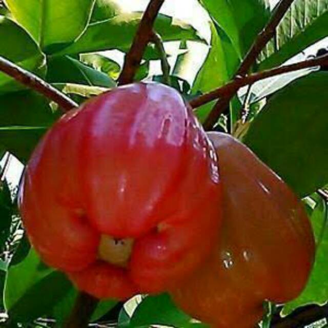 Bibit Jambu Air Red Taiwan Okulasi (Jaminan Original)