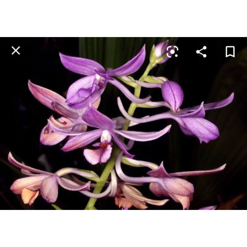 

calanthe sylvantica