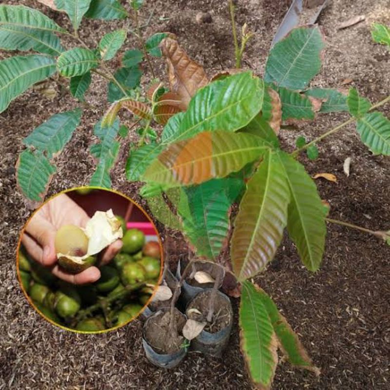 Bibit Tanaman buah matoa tiga rasa unik durian rambutan kelengkeng