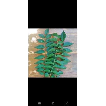 

daun kari segar , daun seroja , daun korobelek