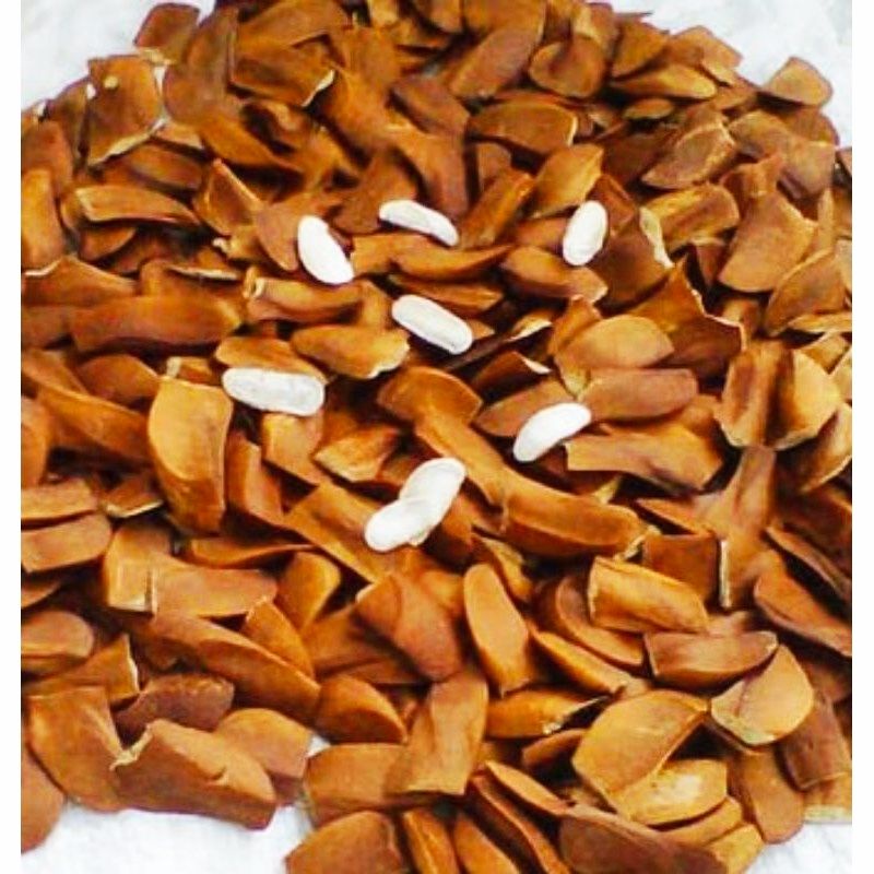 

BIJI MAHONI KERING 500 GRAM