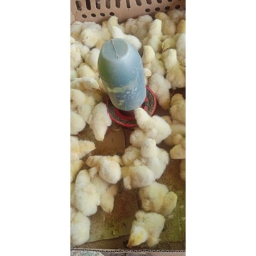 

anak ayam boiler