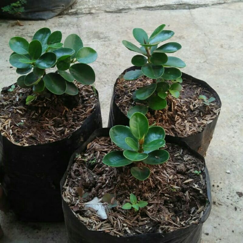 Bibit dolar mangkok-micro ori-murah