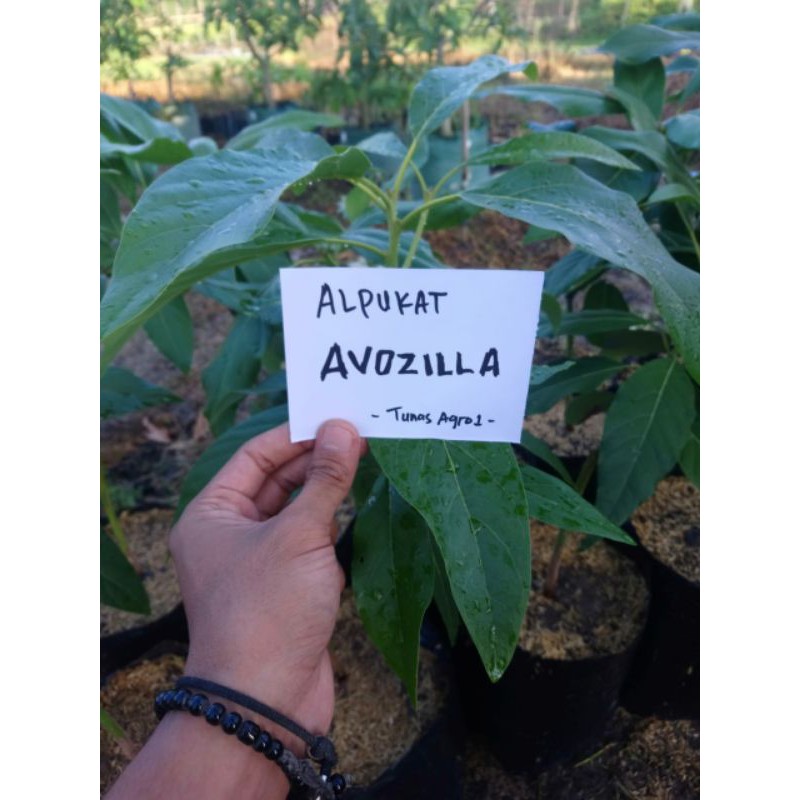 PROMO.. Alpukat Avozilla | Bibit alpukat avozilla (validitas terjamin)