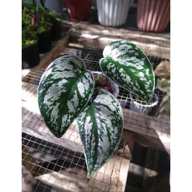 scindapsus silver splash