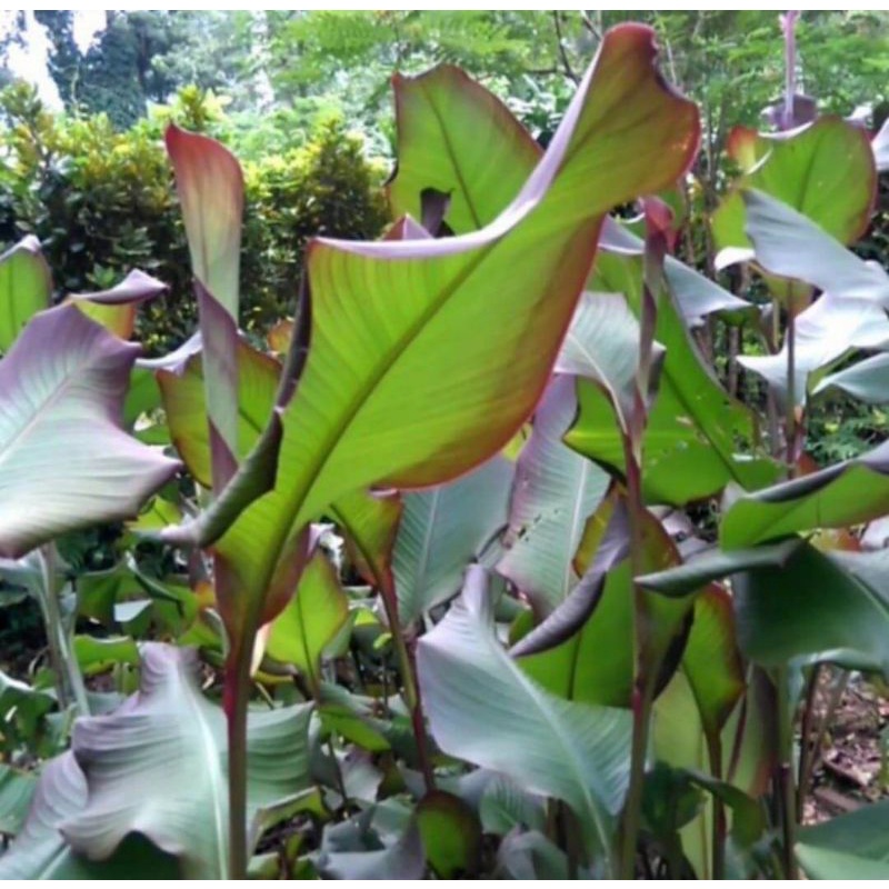 Bibit Ganyong Bibit Tanaman Umbi Ganyong