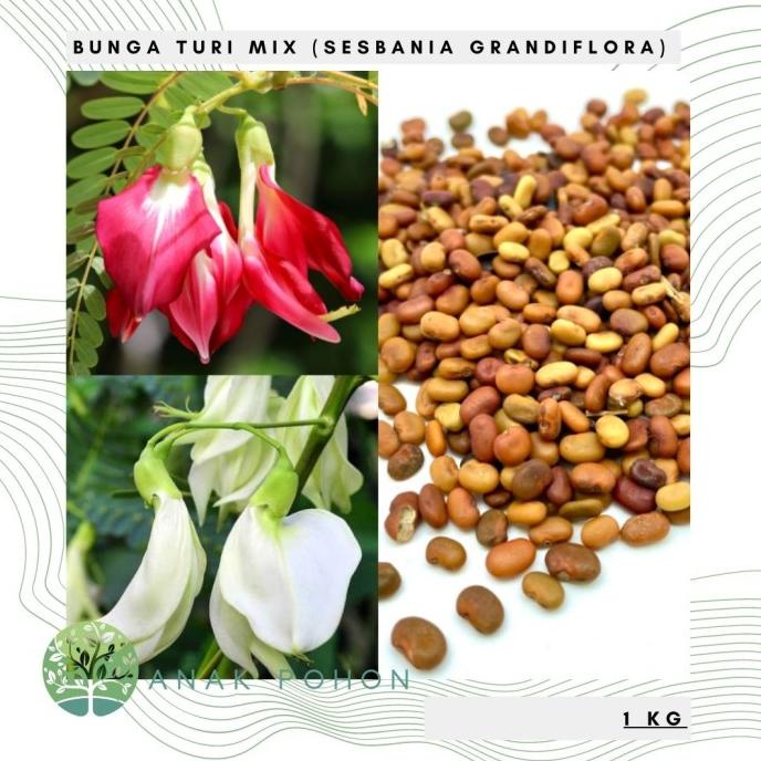 Jual Kg Benih Bibit Biji Bunga Kembang Turi Mix Merah Putih Shopee Indonesia