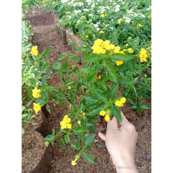 ( BISA COD ) Tanaman Hias Lantana Berbunga Kuning & Putih / Bunga Hias Lamtana Kuning & Putih / Tana