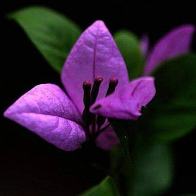 runa_khalif