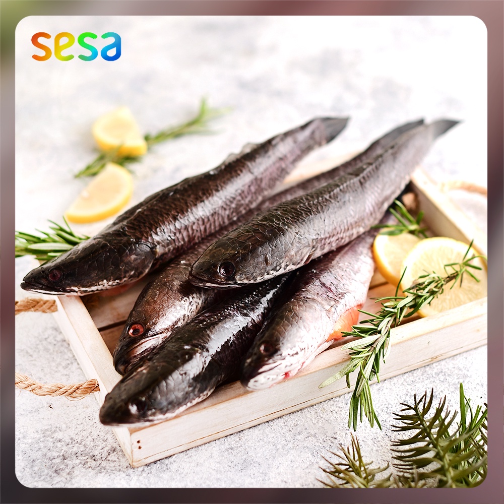 

IKAN GABUS Beku 0.8 - 0.9gr - Seafood Bebas Merkuri