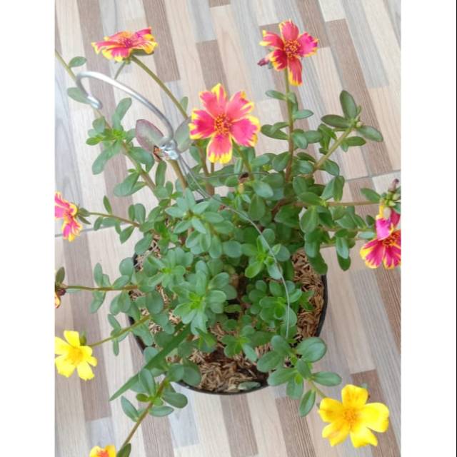 BUNGA KROKOT GANTUNG RAINBOW