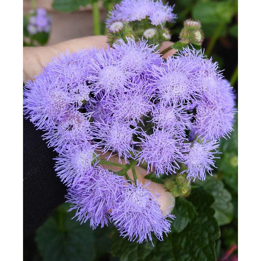 Benih Bibit Biji - Bunga Ageratum Blue Mink Floss Flower (Ageratum houstonianum) Seeds - IMPORT