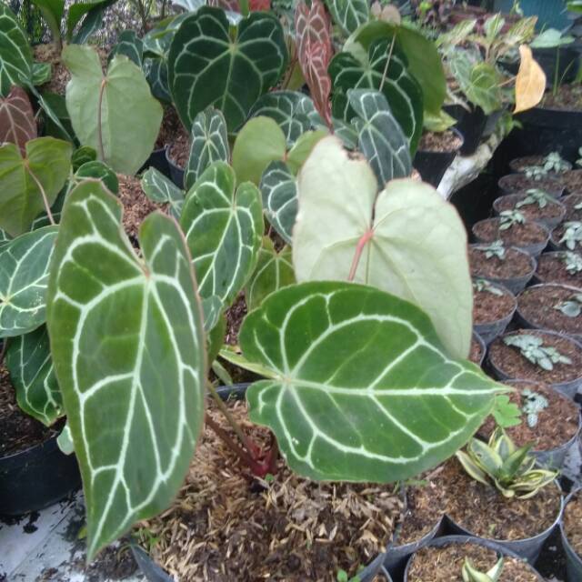 Anturium kuping gajah