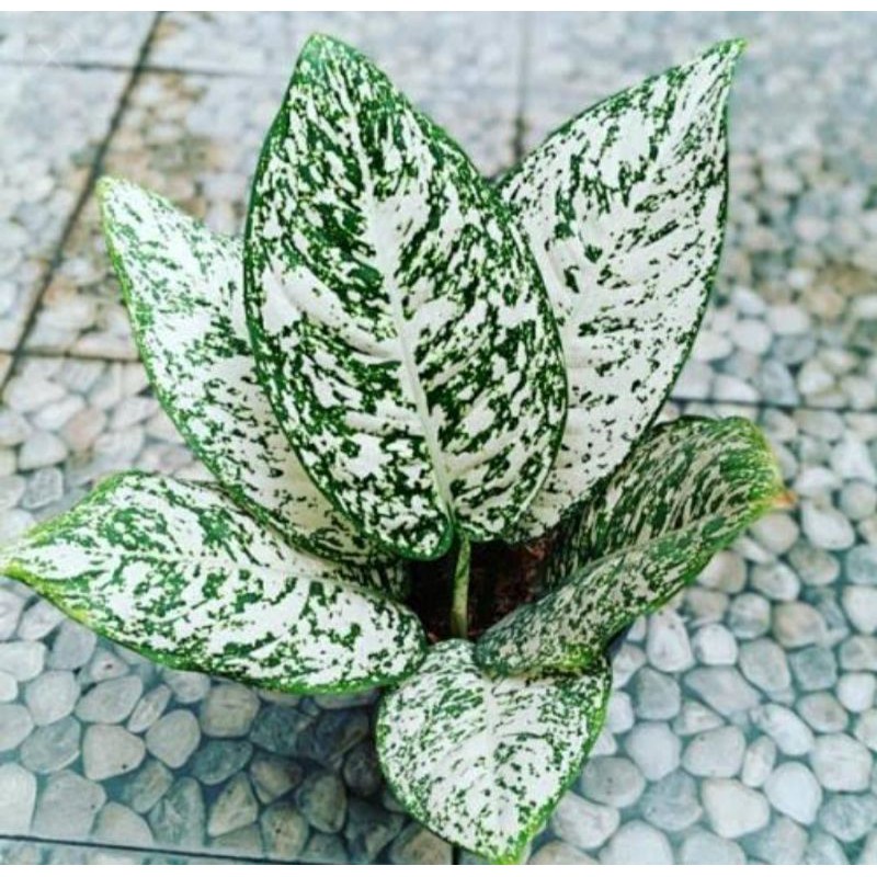 Jual Aglonema Big Leaf Aglo Big Kleaf Murah Aglaonema Big Leaf