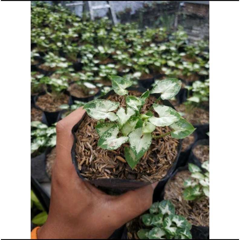 sygonium mini/sygonium liliput/sygonium lilyput