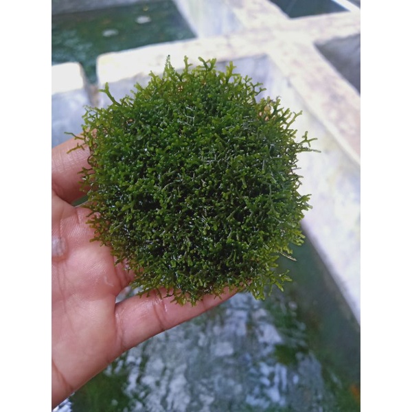 Ricardia moss clump
