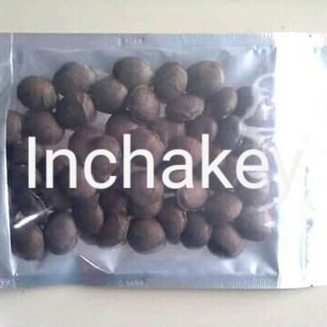 (BISA COD)Bibit SACHA INCHI