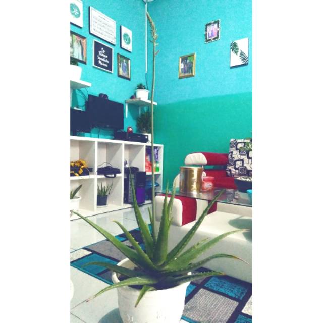 lidah buaya berbunga