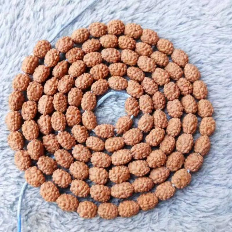 kalung jenitri rudraksha mukhi 2