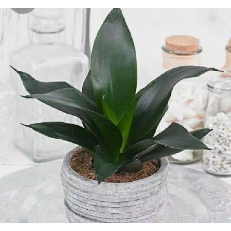 LELANG BLACK DRAGON#SENSIVERA BLACK DRAGON#Black dragon