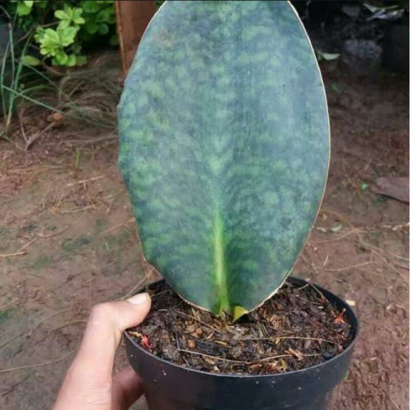 Tanaman hias sansivera giant / Tanan lidah mertua / pohon pedang pedangan / Sansivera centong