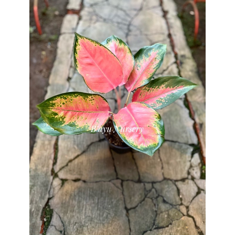 aglaonema Chocin Red majesty
