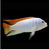 Malawi Mbuna - James Lov Pets
Metriaclima Greshakei Albino Malawi Mbuna

