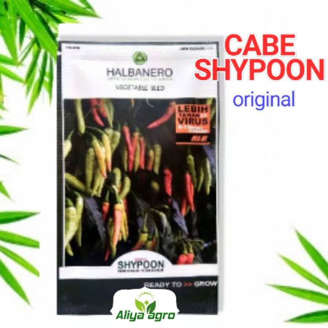 Benih cabe shypoon