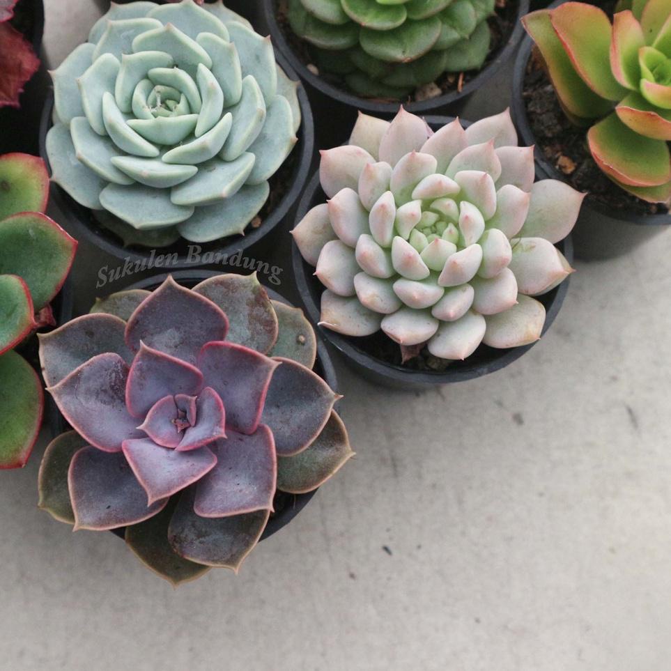 [KODE PRODUK AIEF95887] PAKET Sukulen Kaktus BONUS POT & Media sekulen mini tanaman hias cactus hidu