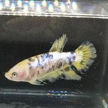 Cupang hias Giant multi yellow base female