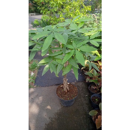 Pachira Aquatica kepang cakep