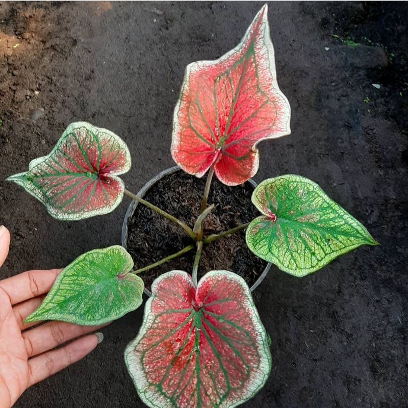 Keladi Hias Ceria | Tanaman Hias Anakan Keladi Hias Ceria