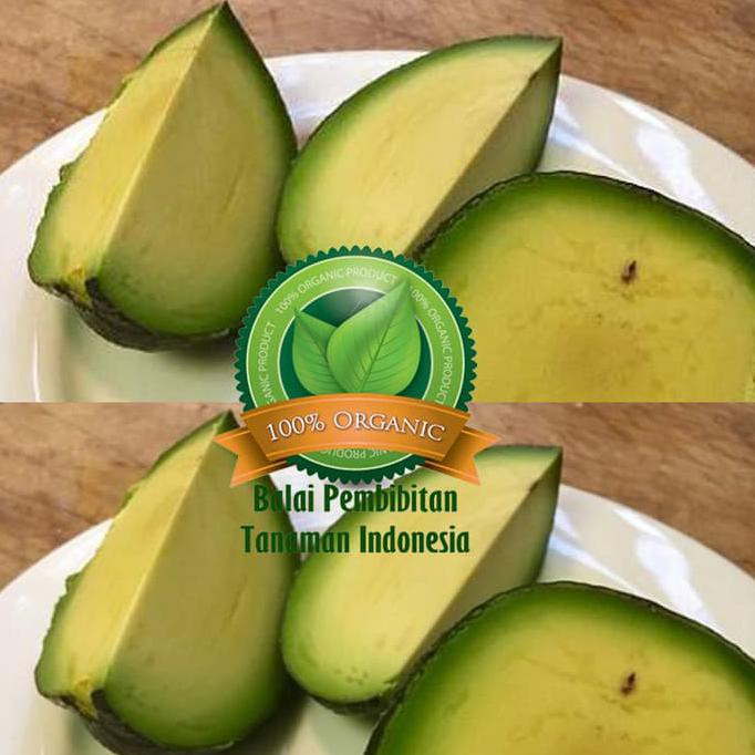 Bibit Alpukat Tanpa Biji / Bibit Buah / Tanaman *_*