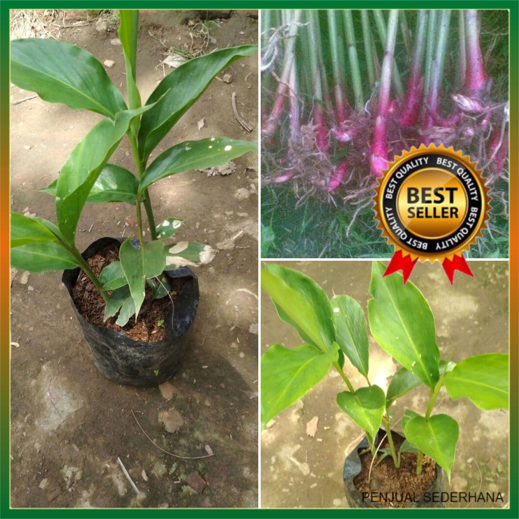 Bibit Tanaman Kapulaga