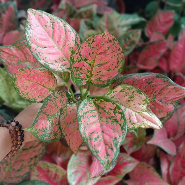 Tanaman hias aglonema dud anjamani / aglonema dud anjamani / aglaonema dud anjamani