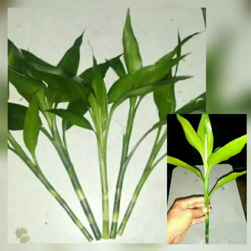 paket 5 tanaman hias sri rejeki stek batang tanaman air